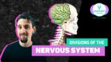 ANATOMICAL DIVISIONS OF THE NERVOUS SYSTEM | Structural & Functional | Yoga Anatomy Lesson