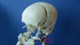 Bone   Skull   Facial Bones